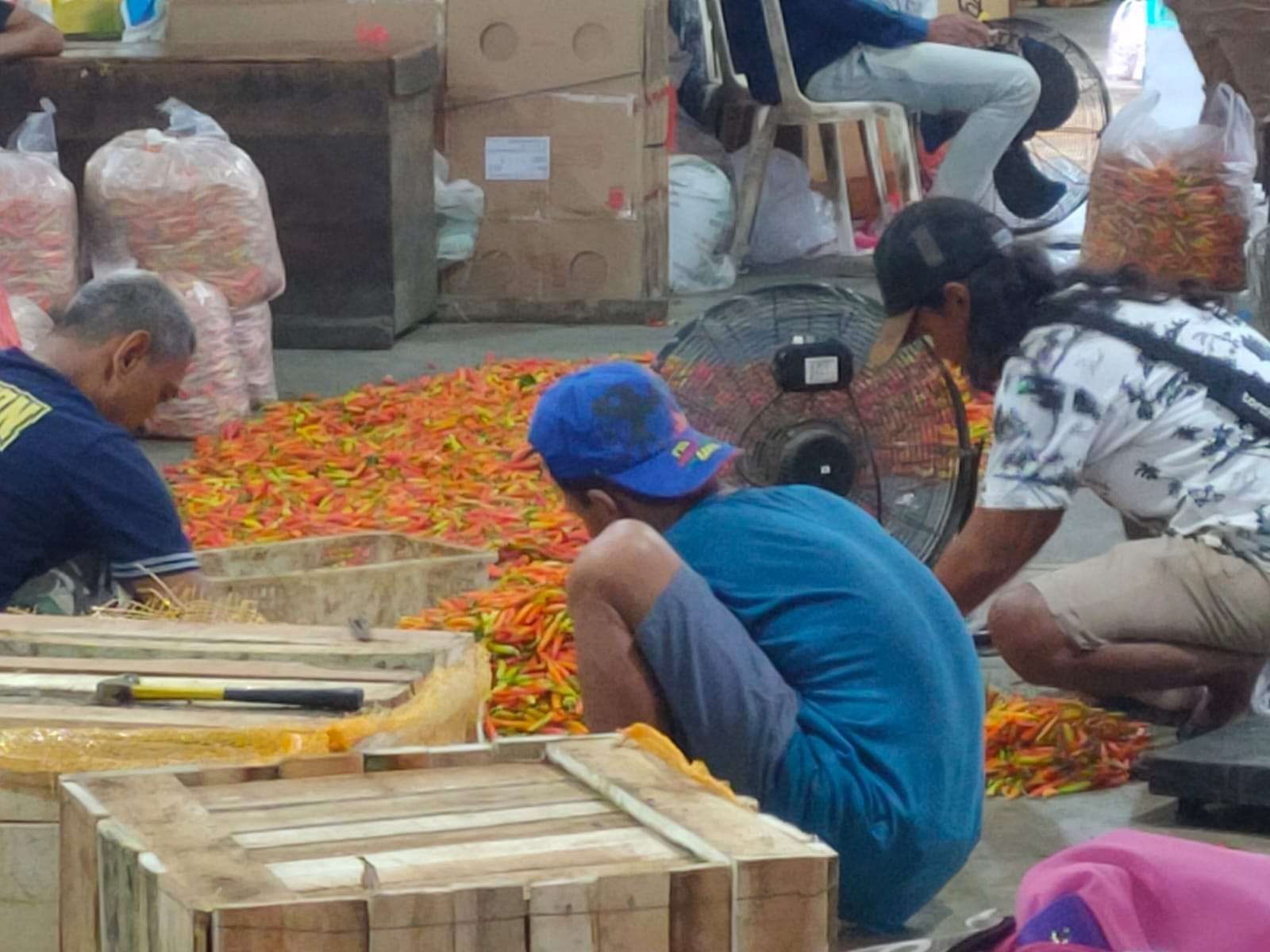 Harga Cabai Rawit di Kediri Anjlok