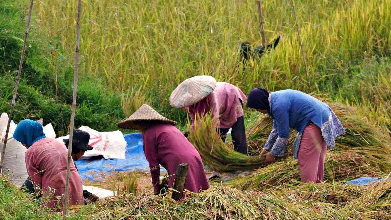Serapan Gabah di Jombang Tembus Target 100 Persen